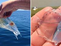 透明的魚真的讓人一目了然！這能吃嗎？35張罕見的照片，生活中很少會遇到的事