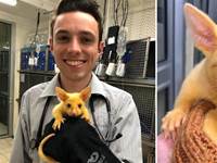 網友偶然撿到一隻「皮卡丘」，本以為是被染色，沒想到送去醫院檢查後才知，這是「黃金負鼠」