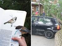 巧合到太幸運的事情，小鳥從書裡飛了出來..40張活久未見的巧合照片