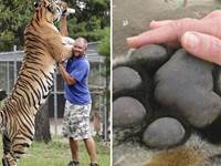 老虎為什麼被稱之為「百獸之王」？看看爪子和體形的大小，就明白了