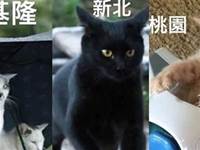 這些「臺灣城市貓咪圖」，台灣人一定秒懂！每張圖都很有特色很中肯