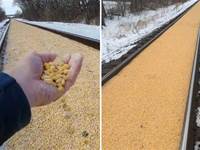 網友發現了一跳長達600迷的「黃金軌道」，玉米粒均勻的覆蓋，查清原因後讓人哭笑不得